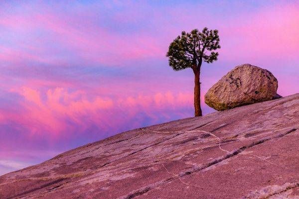 Tree and Erratic Olmstead Point, Yosemite