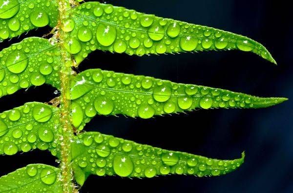 Raindrops on Fern Olympic