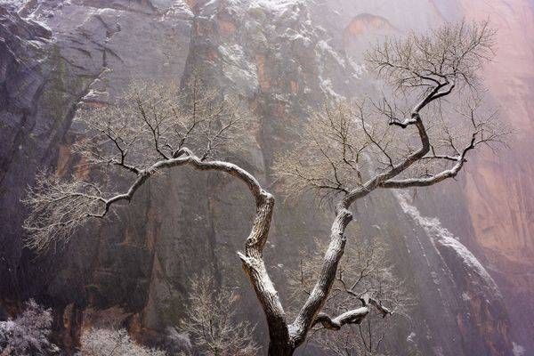 Snow Covered Tree, Zion Temple of Sinawava