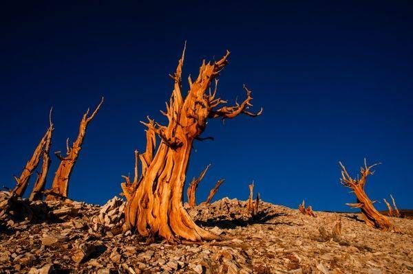 Bristlecone Pine Snags, White Mountains, CA
