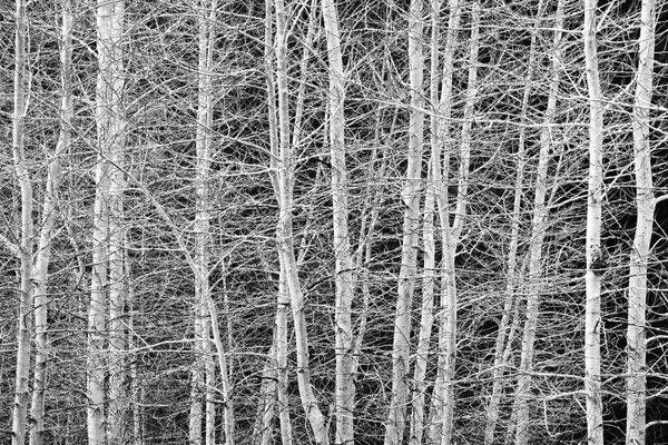 Aspen Trees, Yosemite