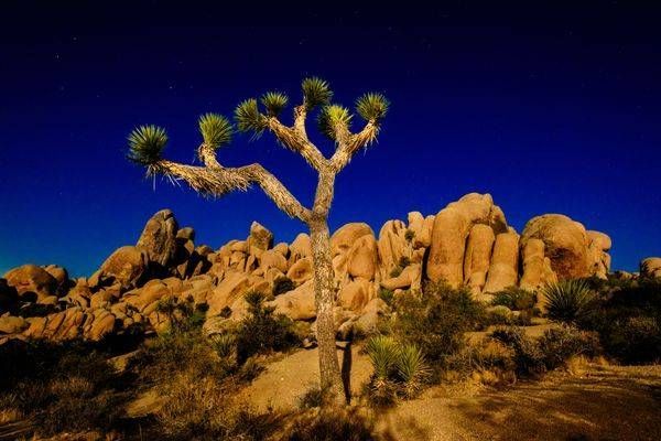 Joshua Tree at night, National Park
