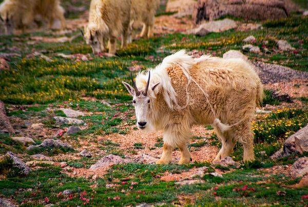 Wildlife