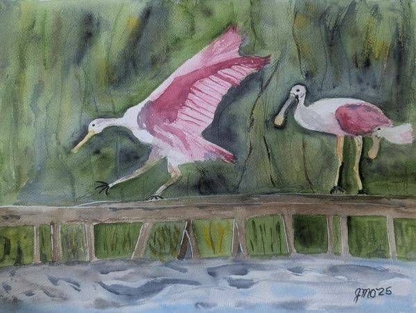 Birds
