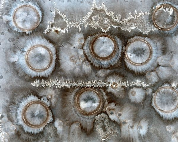Virus Art | Courtney Miller Bellairs Artist