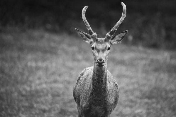 Wild Shades Of Gray 