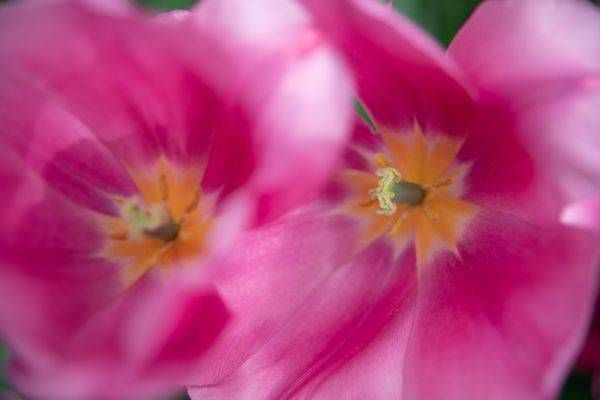 Blooming