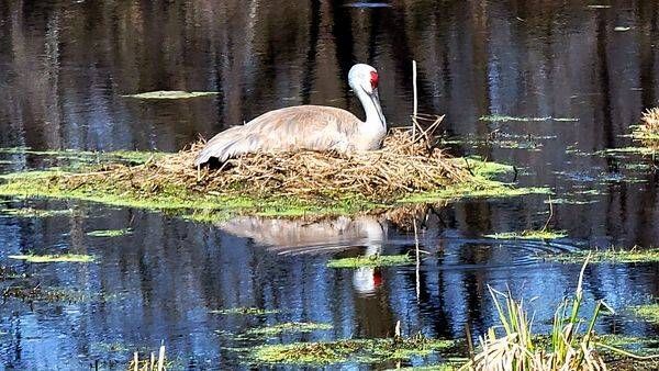 Wildlife 