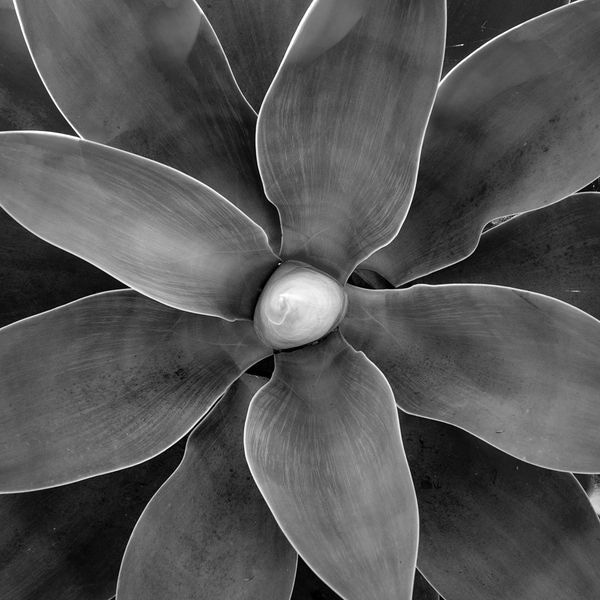 Flora