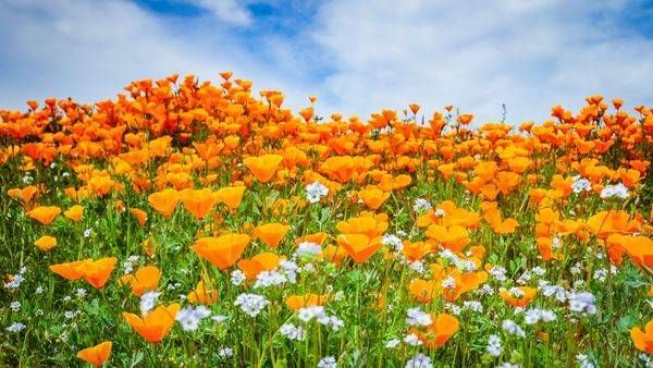 Fields of Gold