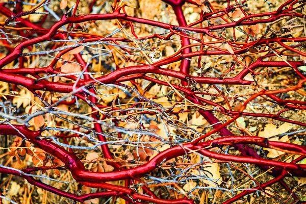Manzanita Tangle