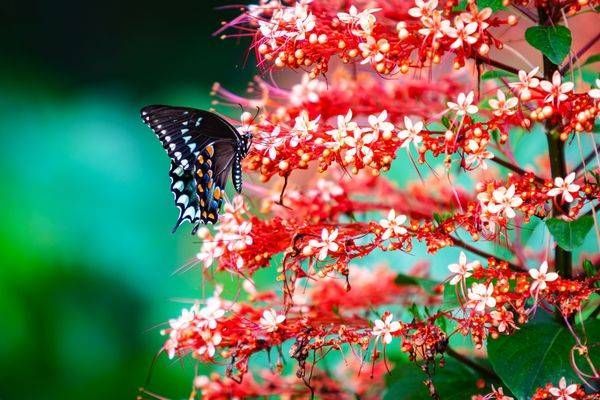 Garden Sonata