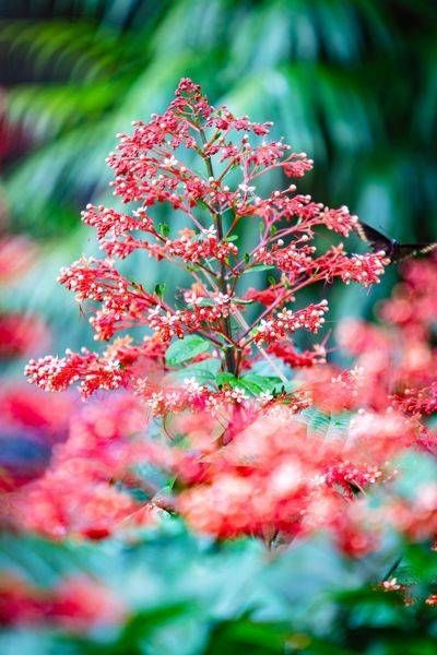 Crimson Cluster