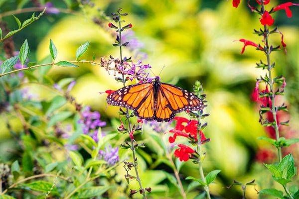 Garden Monarch