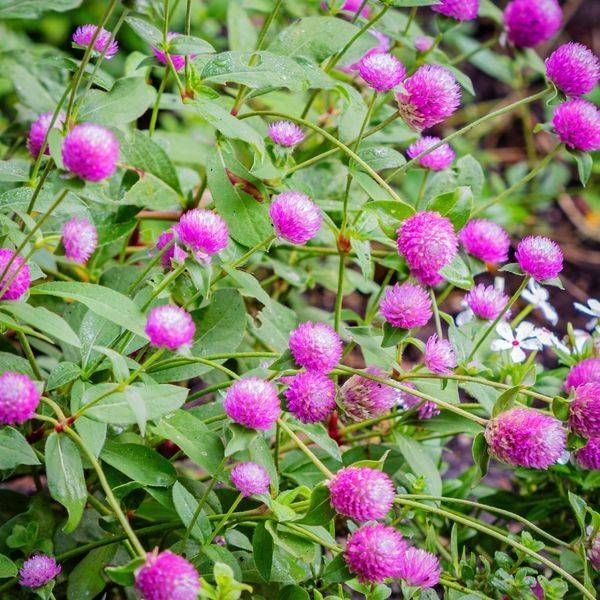 Amaranth Whispers