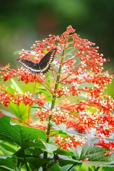 Gilded Flutter
