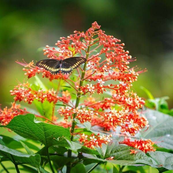 Midday Flutter
