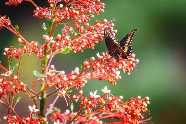 Blossom Ballet
