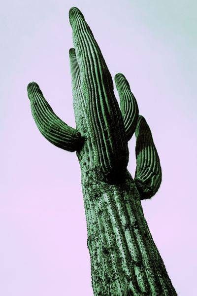 Desert Sentinel