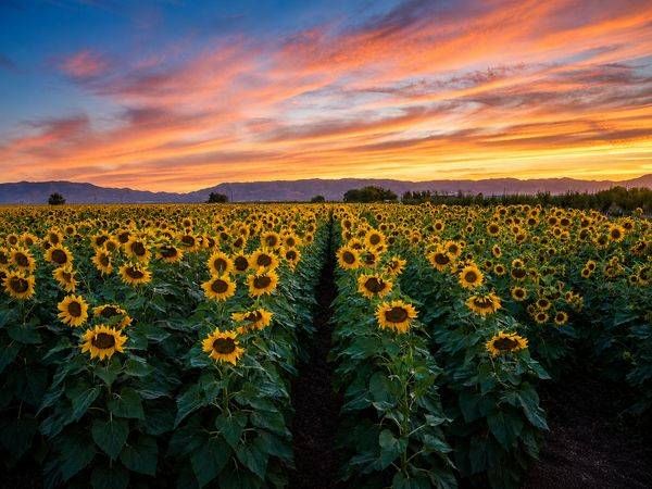 Yolo County Sunflowers at Dusk