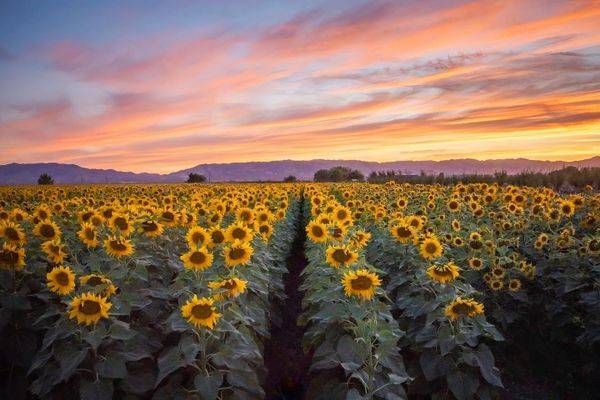 Yolo Sunflowers