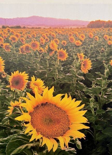 Sunflowers of Yolo Country