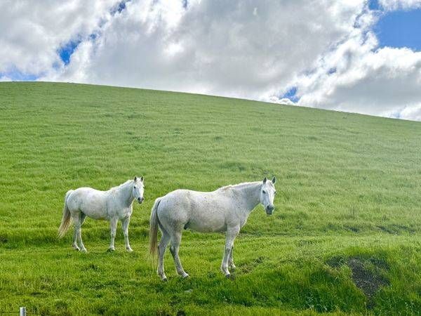 2 White Ponies