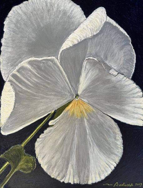 White Pansy. Art | Mary Anne Buckwald Fine Art