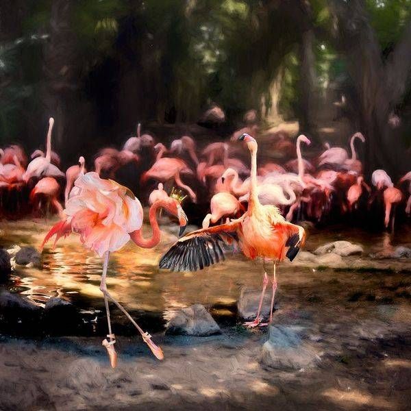 Flamingo Ballet