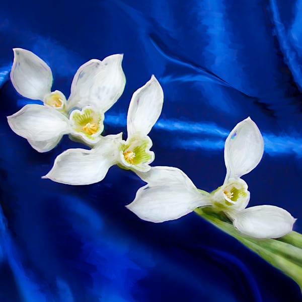 Gift shop Art | Light Pixie Studio