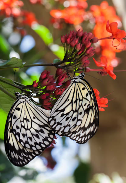 Paperkite Butterflies