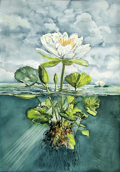 Waterlily, At River's Edge