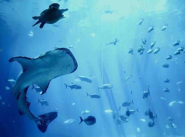 Wildlife