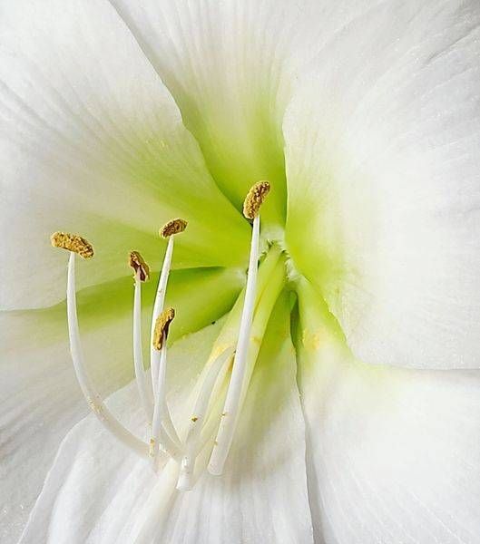 Flora