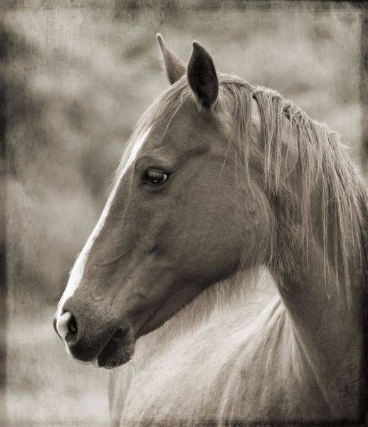 Animal Portraits