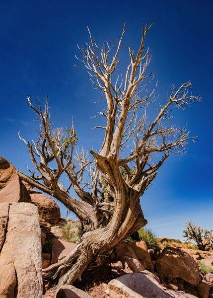Valley of Fire Tree