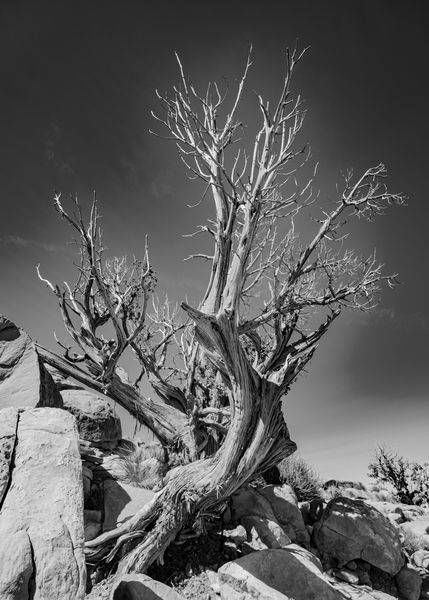 Valley of Fire Tree (Black & White)