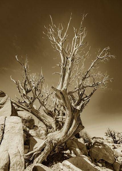Valley of Fire Tree (Sepia)