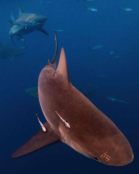 Florida Bullsharks