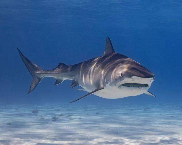 Tiger Shark