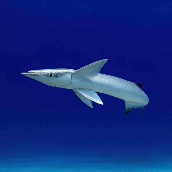 Remora
