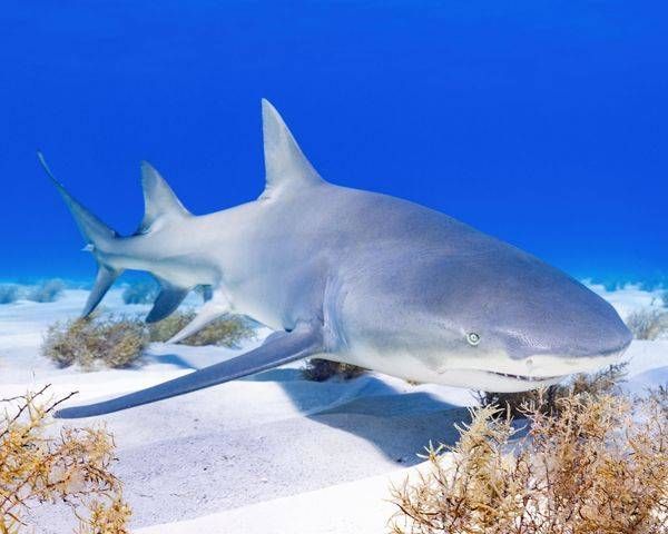 Lemon Shark