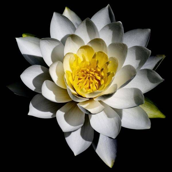 CA WaterLily_12A2721