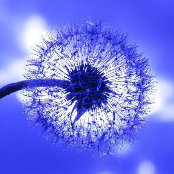 CA Dandelion Blue_12A2426