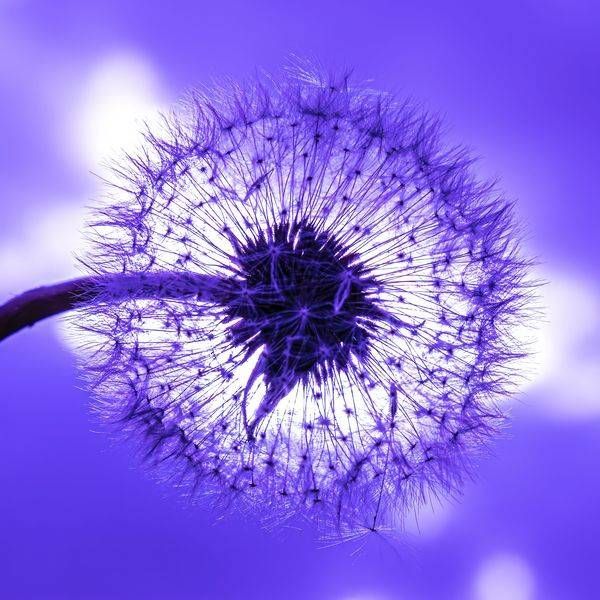 CA Dandelion Purple_12A2426
