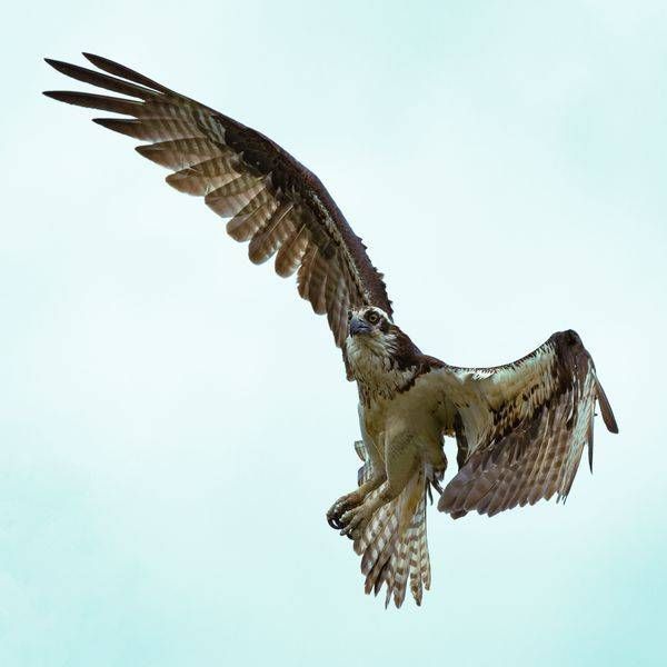 Osprey in Canada