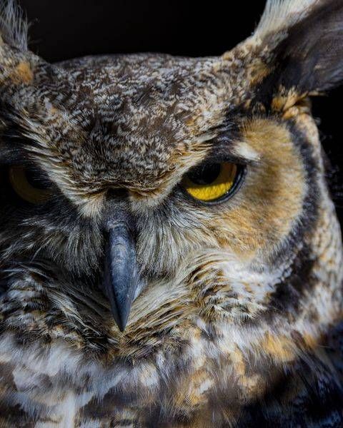Owl in Canada