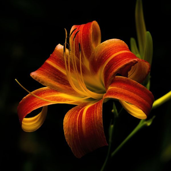 Flora