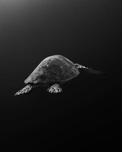 Sea Turtle in Kenya