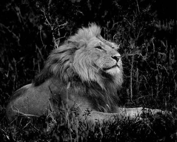 Old Lion in Masai Mara (B&W)